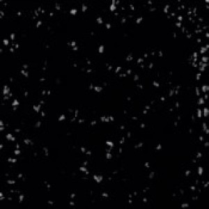 SP-215 Speckled Tuxedo
